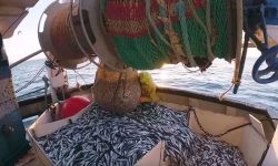 sardinier